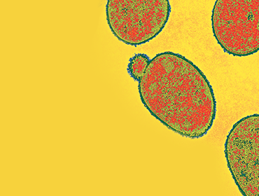 모유 유래 유산균